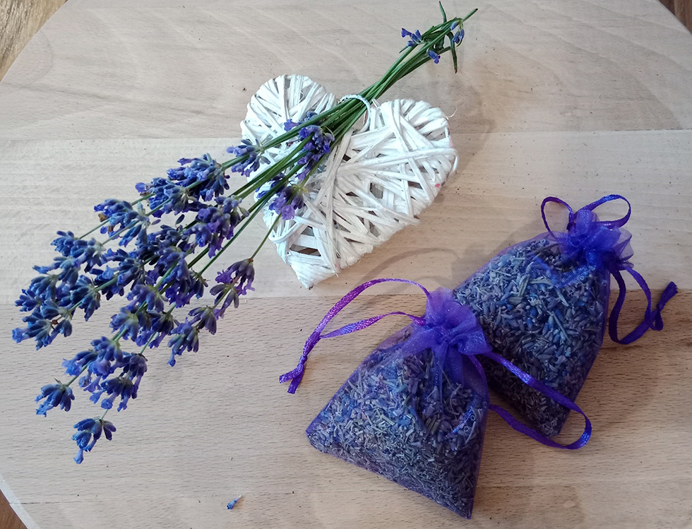 Lavanda a iz Banata