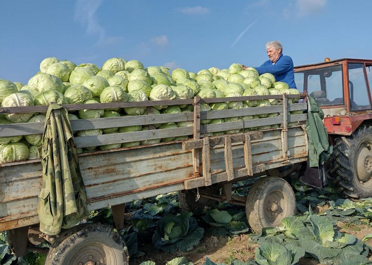 Taraški kupus ponovo na ceni