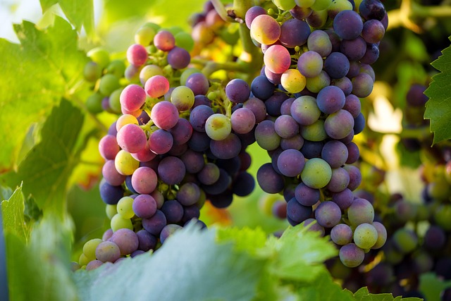 BIZNIS VESTI – Vino sa severa